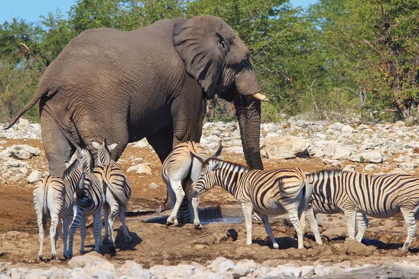 scenic shot of beautiful wild zebras and elephant in savanna
