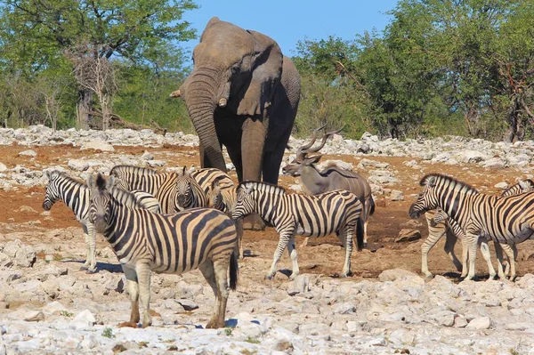 Namibya Güneybatı Afrika Vahşi Zebralar Konik Siyah Beyaz Çizgileri Ile — Stok fotoğraf