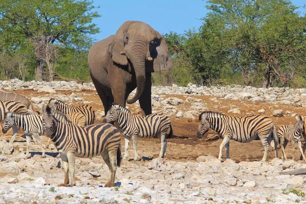 美丽的野生斑马和大象在稀树草原的风景拍摄 — 图库照片