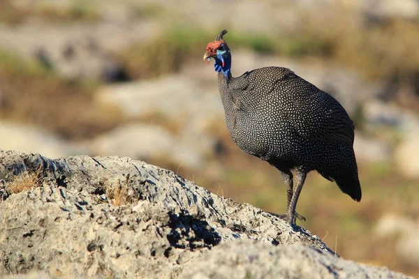 Schilderachtige Foto Van Prachtige Parelhoenders Natuurlijke Habitat — Stockfoto