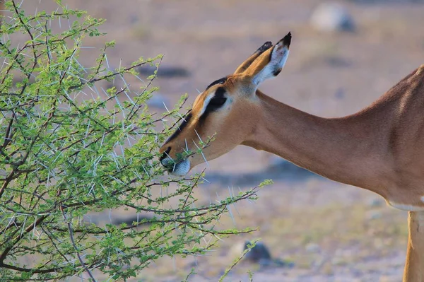 Impala Antelope Pastar Contexto Vida Selvagem Africana — Fotografia de Stock