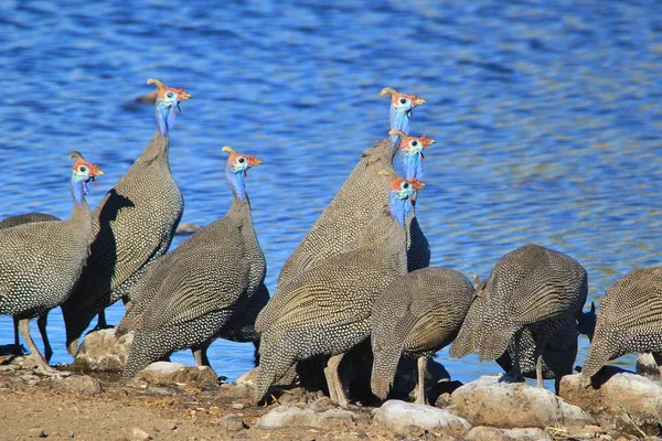 フィンチ ナミビア アフリカからの野鳥 — ストック写真