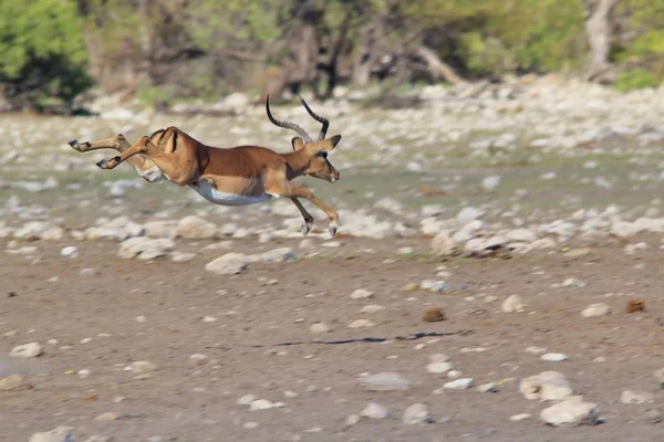 Impala Antelope Afrikansk Djurlivs Bakgrund Fart Och Kör Liv — Stockfoto