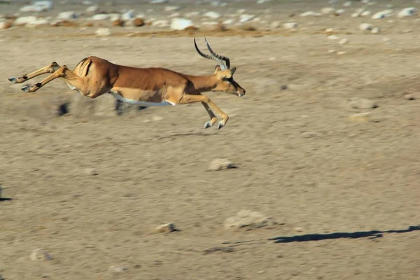 Impala Antelope African Wildlife Background Viteza Fuga Vieții — Fotografie, imagine de stoc