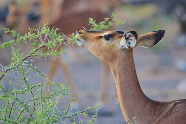 Impala Antelope Pastar Contexto Vida Selvagem Africana — Fotografia de Stock