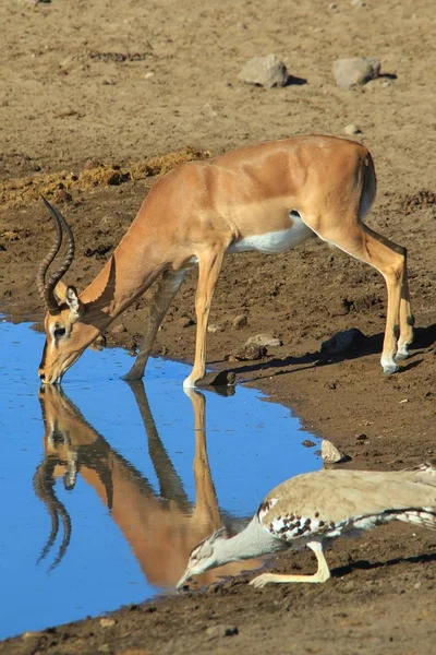 Impala Antelope Bebiendo Agua Fondo Africano Vida Silvestre —  Fotos de Stock