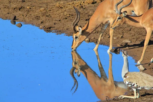 Impala Antelope Bebiendo Agua Fondo Africano Vida Silvestre —  Fotos de Stock