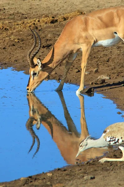 Impala Antelope Wody Pitnej Afrykańskie Tło Dzikiej Przyrody — Zdjęcie stockowe