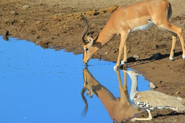Impala Antilop içme suyu. Afrika Yaban Hayatı Arka Plan 