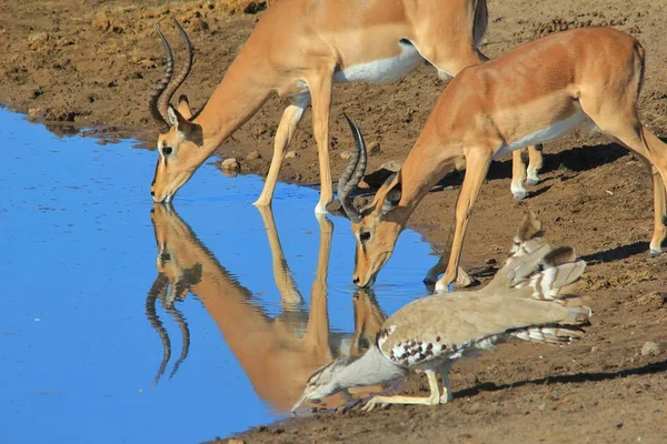 Impala 非洲野生动物背景 水的乐趣和口渴的曲解 — 图库照片