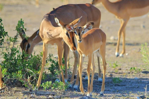 Impala Lamb Fundo Vida Selvagem Africana Animais Bebés Vida Adorável — Fotografia de Stock