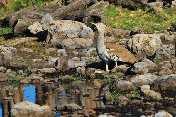 Kori Bustard Divoký Pták Namibie — Stock fotografie