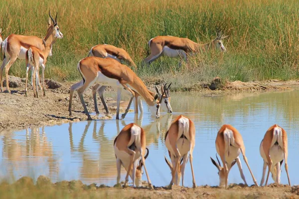 Springbok Tło Dzikiej Przyrody Afryki — Zdjęcie stockowe