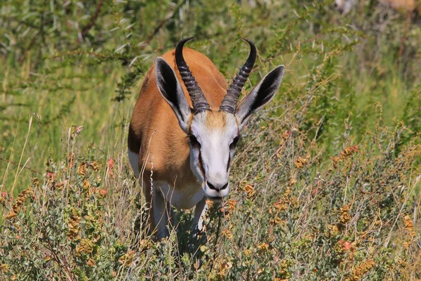 Springbok Pozadí Divoké Zvěře Afriky — Stock fotografie