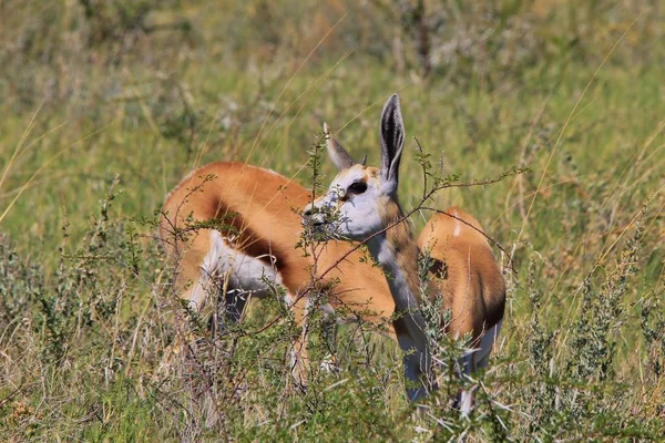 Springbok Antecedentes Vida Selvagem África — Fotografia de Stock