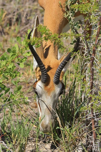 Springbok Wildlife Background Africa — Stock Photo, Image