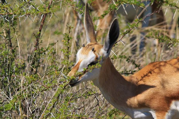Impala Lamb Fundo Vida Selvagem Africana Animais Bebés Vida Adorável — Fotografia de Stock