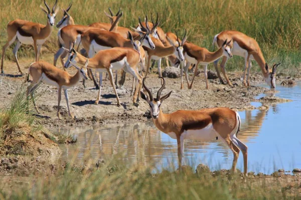 Springbok Pozadí Divoké Zvěře Afriky — Stock fotografie