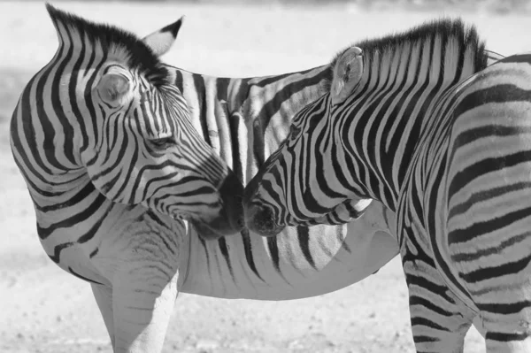 Plan Panoramique Noir Blanc Beaux Zèbres Sauvages Dans Savane — Photo