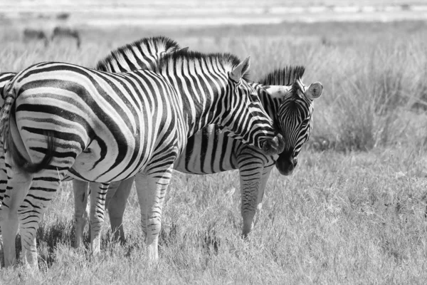 Czarno Biały Scenic Strzał Pięknych Dzikich Zebry Savannah — Zdjęcie stockowe