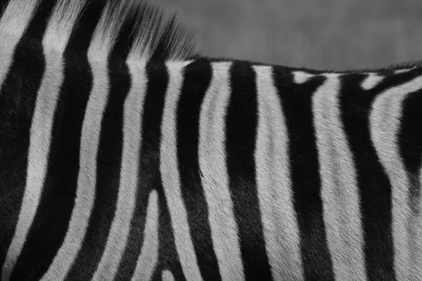 Burchell Zebra Pose Wilds Namibia Southwestern Africa Con Icónicas Rayas —  Fotos de Stock