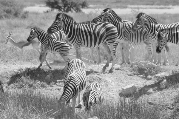大草原上美丽的野生斑马的黑白风景拍摄 — 图库照片