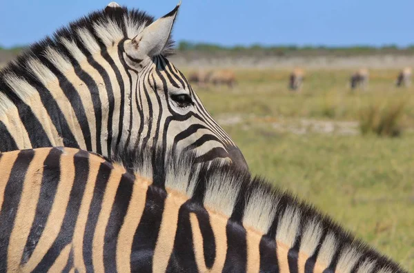 Pose Zébrée Burchell Dans Les Régions Sauvages Namibie Dans Sud — Photo