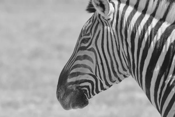 Zebra Burchell Posar Selva Namíbia Sudoeste África Com Listras Icônicas — Fotografia de Stock