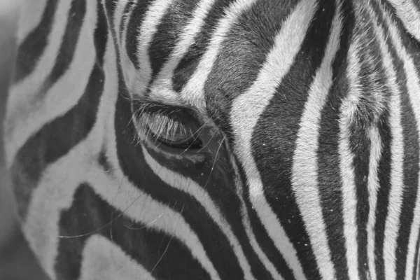 Pose Zébrée Burchell Dans Les Régions Sauvages Namibie Dans Sud — Photo