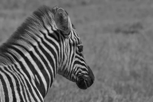 Zebra Burchella Pozna Dziczy Namibii Południowo Zachodniej Afryce Kultowych Czarno — Zdjęcie stockowe