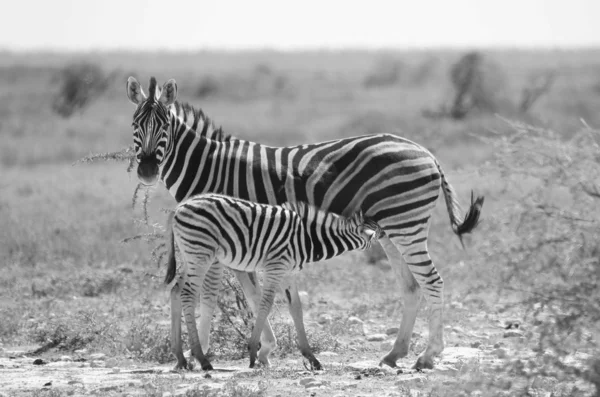 Plano Escénico Blanco Negro Hermosas Cebras Silvestres Sabana — Foto de Stock