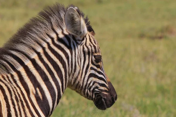 Zebra Burchell Posa Nelle Terre Selvagge Della Namibia Nell Africa — Foto Stock