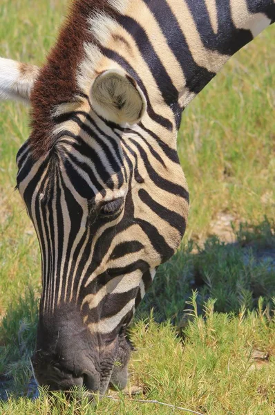 Burchells Zebra Pose Wildernis Van Namibië Zuidwestelijk Afrika Met Iconische — Stockfoto