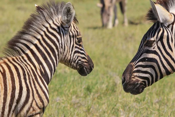 Plan Panoramique Beaux Zèbres Sauvages Dans Savane — Photo