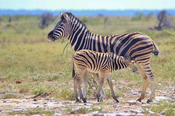 Zebras Dziczy Namibii Południowo Zachodniej Afryce Kultowych Czarno Białych Pasków — Zdjęcie stockowe