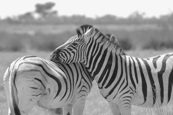 サバンナの美しい野生のシマウマの黒と白の風光明媚なショット — ストック写真