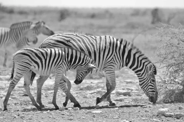 Plan Panoramique Noir Blanc Beaux Zèbres Sauvages Dans Savane — Photo