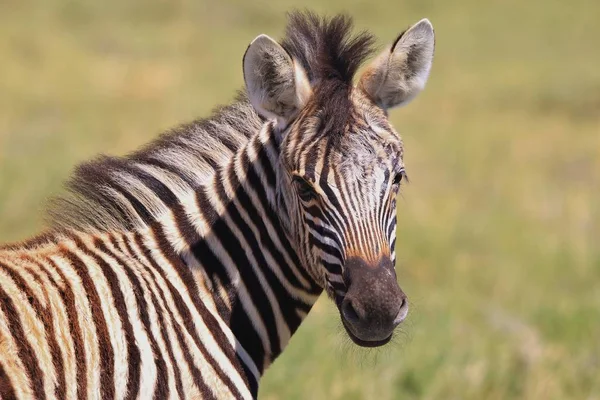 Zebra Burchell Posa Nelle Terre Selvagge Della Namibia Nell Africa — Foto Stock