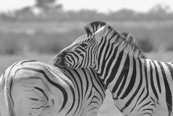 Czarno Biały Scenic Strzał Pięknych Dzikich Zebry Savannah — Zdjęcie stockowe