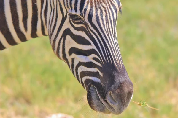 Zebra Burchell Posa Nelle Terre Selvagge Della Namibia Nell Africa — Foto Stock