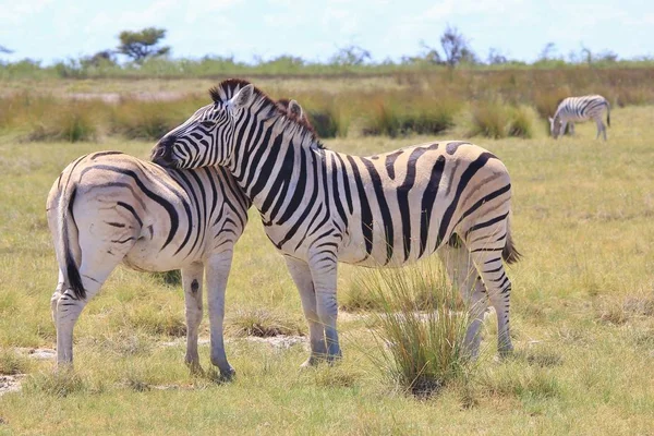 Scenic Shot Beautiful Wild Zebras Savannah — Stock Photo, Image