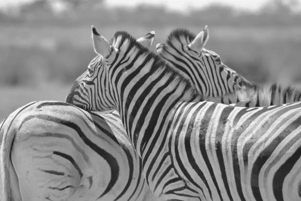 Plan Panoramique Noir Blanc Beaux Zèbres Sauvages Dans Savane — Photo