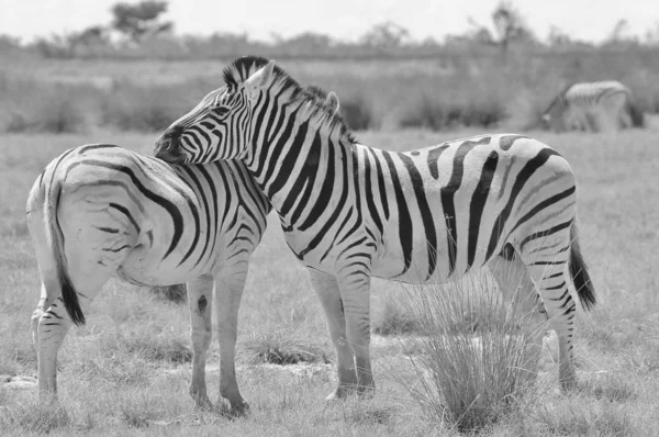 Zwart Wit Scenic Shot Van Prachtige Wilde Zebra Savannah — Stockfoto
