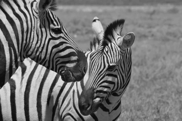 Czarno Biały Scenic Strzał Pięknych Dzikich Zebry Savannah — Zdjęcie stockowe