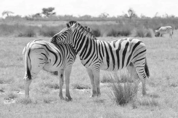 Czarno Biały Scenic Strzał Pięknych Dzikich Zebry Savannah — Zdjęcie stockowe