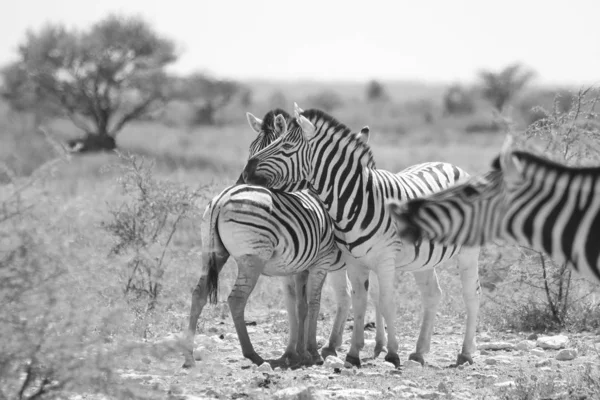 Czarno Biały Scenic Strzał Pięknych Dzikich Zebry Savannah — Zdjęcie stockowe