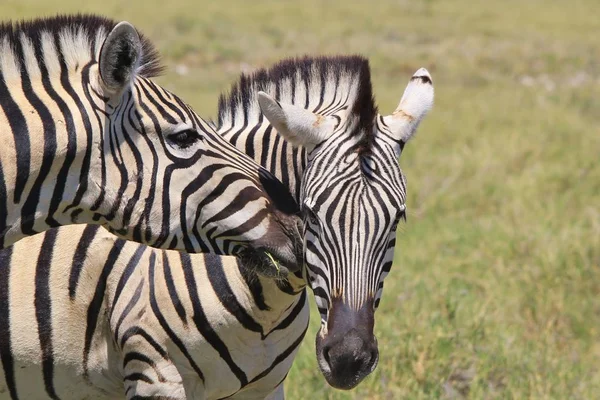 Plan Panoramique Beaux Zèbres Sauvages Dans Savane — Photo