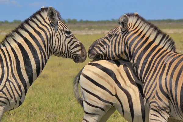 Colpo Panoramico Belle Zebre Selvagge Savana — Foto Stock