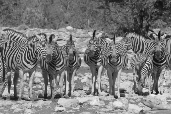 Plano Escénico Blanco Negro Hermosas Cebras Silvestres Sabana —  Fotos de Stock