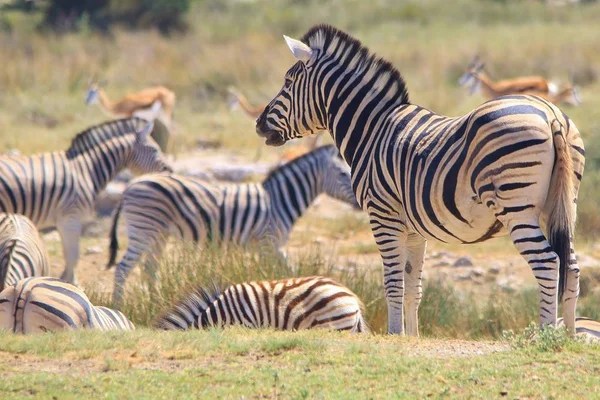 Tiro Cênico Belas Zebras Selvagens Savana — Fotografia de Stock